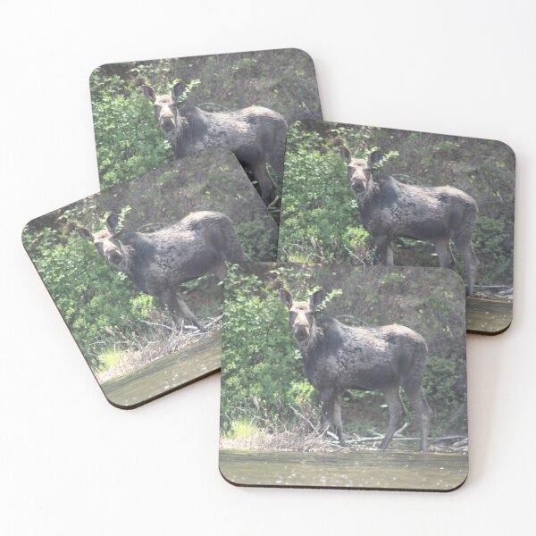 Item preview, Young Moose Cow designed and sold by dkphotographs.