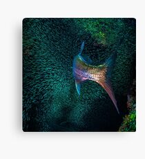Tarpon "Broom Tail" Canvas Print