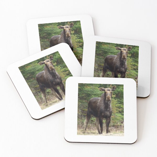 Item preview, Young Bull Moose designed and sold by dkphotographs.