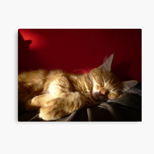 Maine Coon Kitten Sleeping Canvas Print