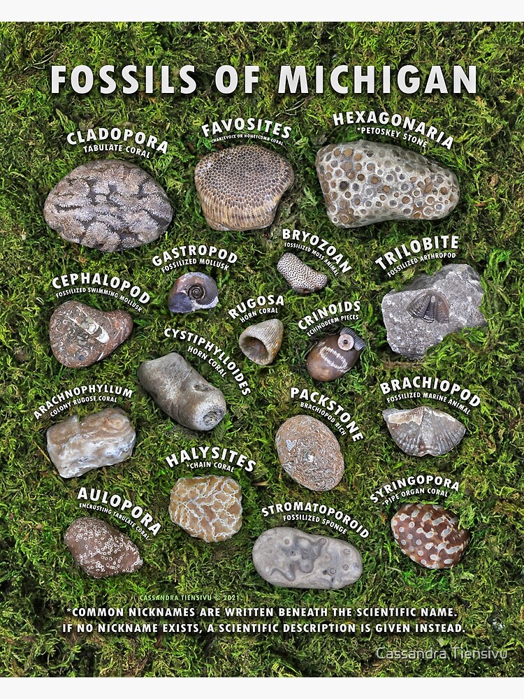 Disover Common Fossils of Michigan Identification Guide Premium Matte Vertical Poster