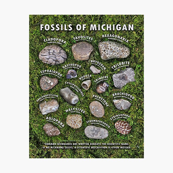Common Fossils of Michigan Identification Guide Photographic Print