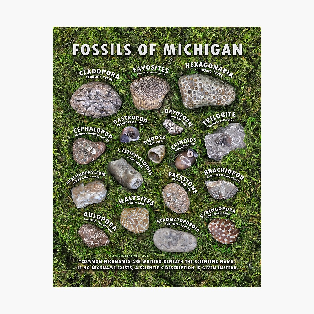 Common Fossils of Michigan Identification Guide
