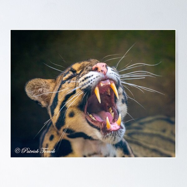 Item preview, A Cat's Morning Yawn designed and sold by BowToe.