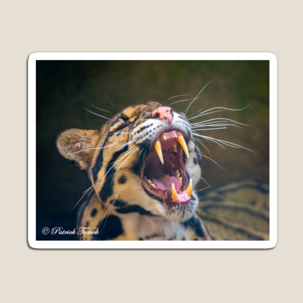 Item preview, A Cat's Morning Yawn designed and sold by BowToe.