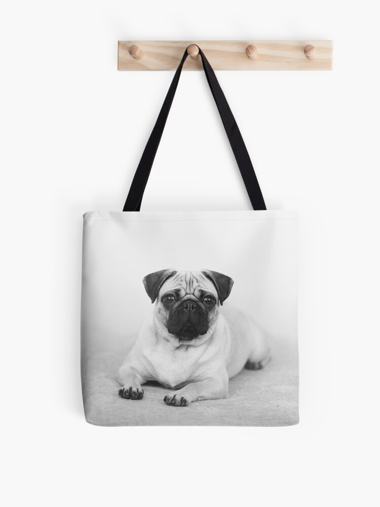 pug in bag