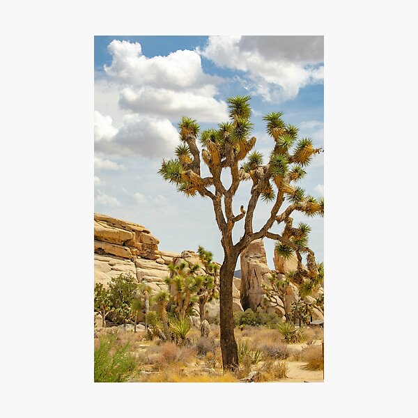 Item preview, Joshua Tree designed and sold by meid designs.