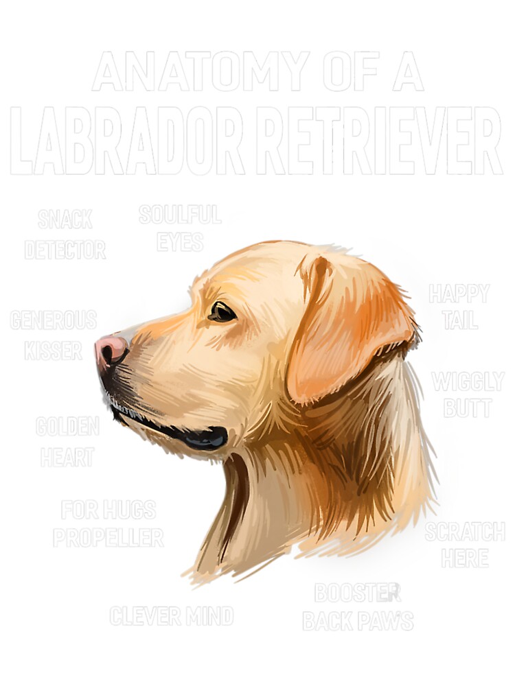 Dogs 365 Anatomy Of A Labrador Retriever Dog Funny Dogs 365 Anatomy Of A Labrador Retriever Dog Funny