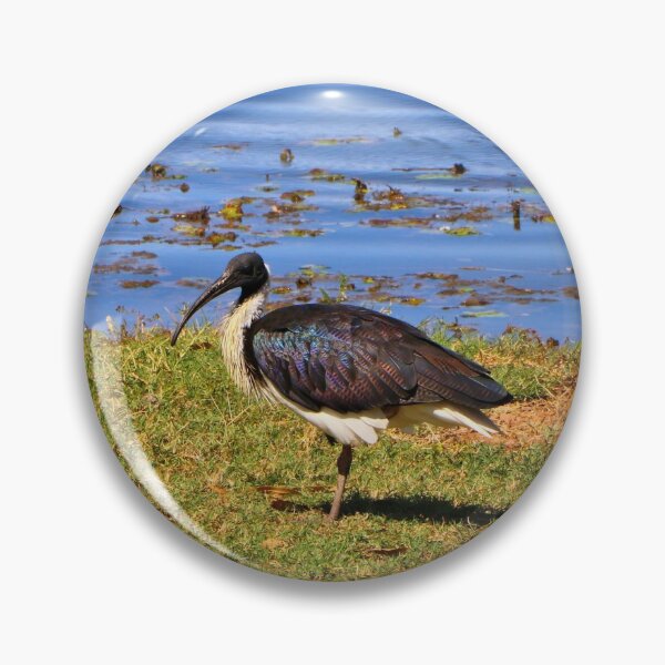 Item preview, Australian straw-necked ibis waterbird, Kununurra designed and sold by FranWest.
