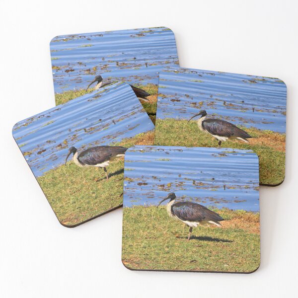 Item preview, Australian straw-necked ibis waterbird, Kununurra designed and sold by FranWest.