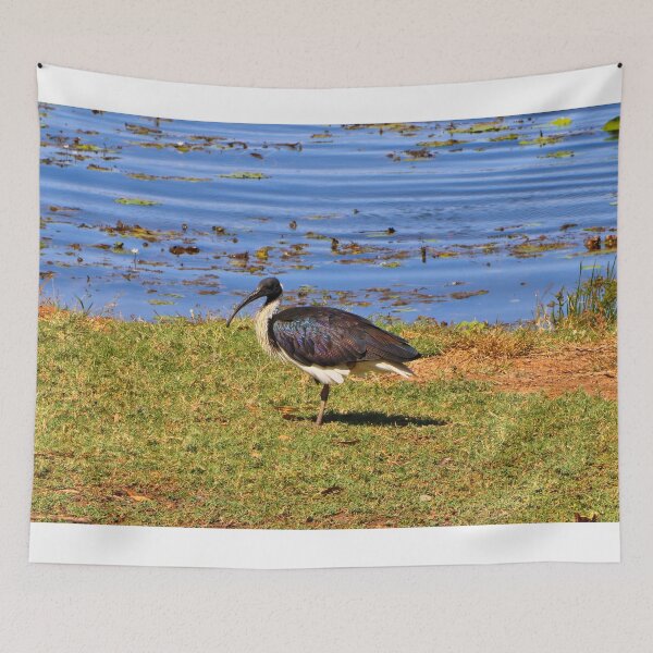 Item preview, Australian straw-necked ibis waterbird, Kununurra designed and sold by FranWest.