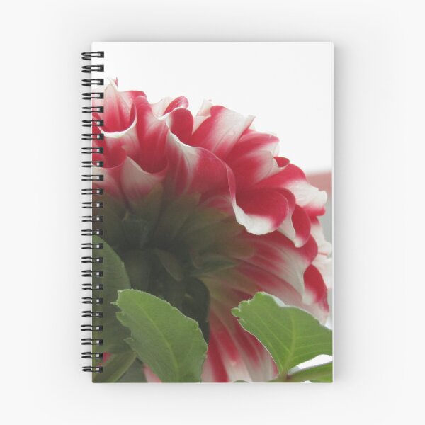 Aperçu de l'œuvre photo nature Dahlia rouge créée et vendue par hellonamrata.