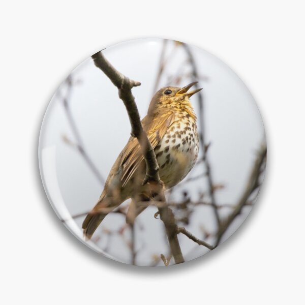 Item preview, Song thrush designed and sold by LaHickmana.