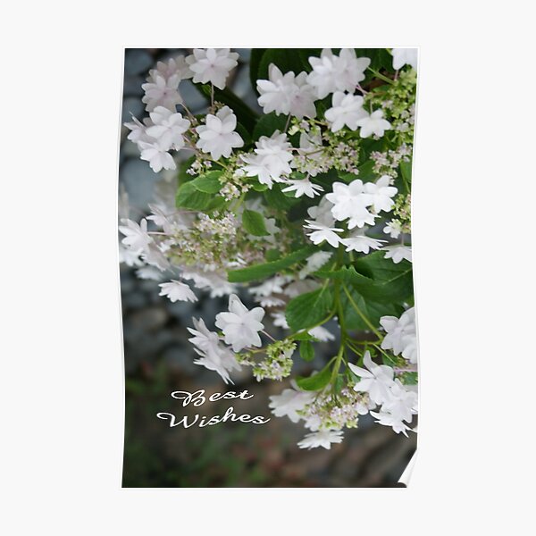 Love, Lace (Hydrangea White Lacecap) Congratulations! Poster