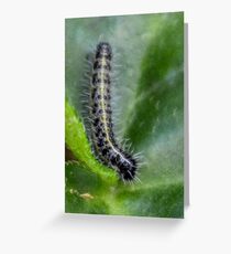 One of many.......... Greeting Card
