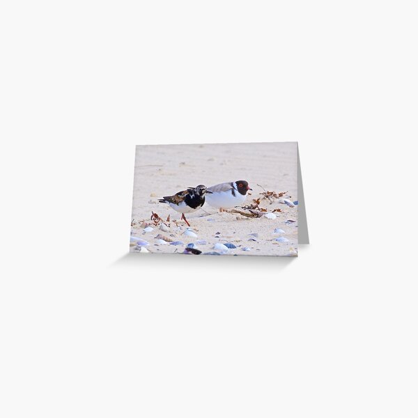 SHOREBIRD ~ Ruddy Turnstone and Hooded Plover by David Irwin ~ WO Greeting Card