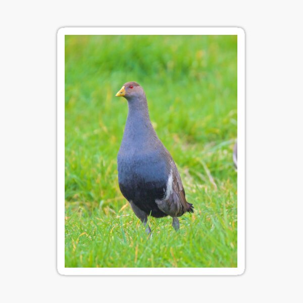 NATIVE-HEN ~ Piyura BN4A8FGZ by David Irwin ~ WO ~ name reference in Description. Sticker