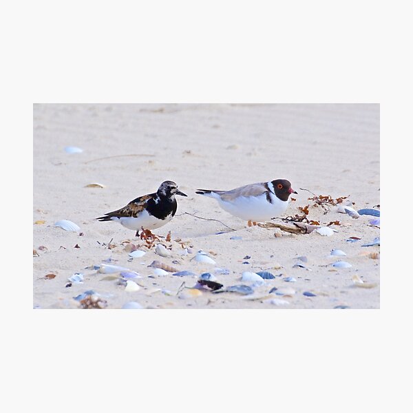 SHOREBIRD ~ Ruddy Turnstone and Hooded Plover by David Irwin Photographic Print