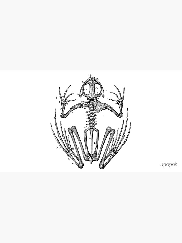 Thumbnail 7 of 7, Cap, Skeleton Frog designed and sold by upopot.