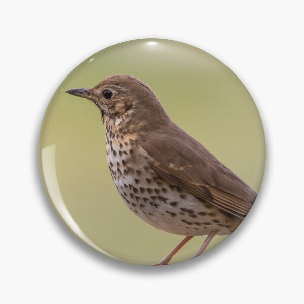 Item preview, Song thrush on fence designed and sold by LaHickmana.
