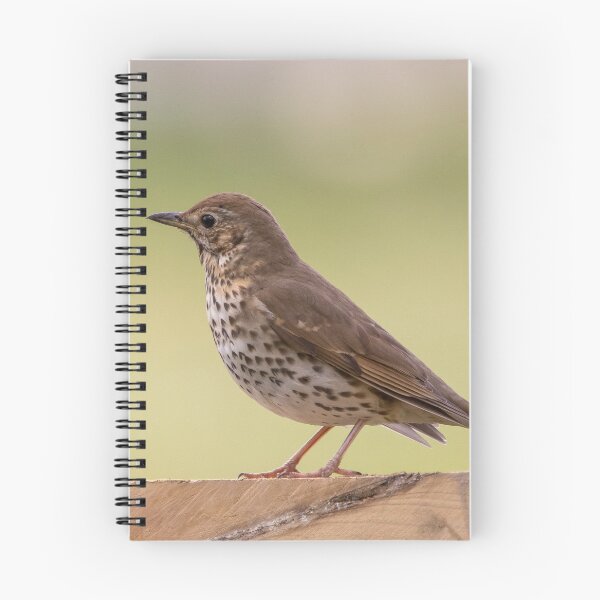 Item preview, Song thrush on fence designed and sold by LaHickmana.