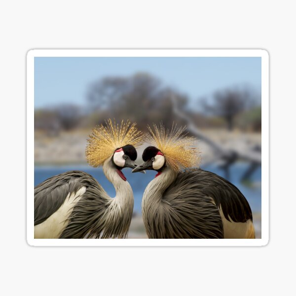 Featured Animals - East African Crowned Crane - CMZoo