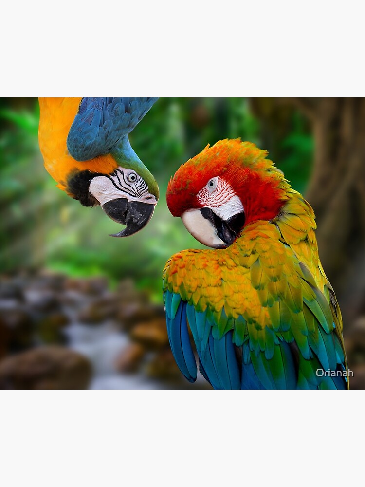 Wall Mural Macaw Feathers (Blue/Green) 