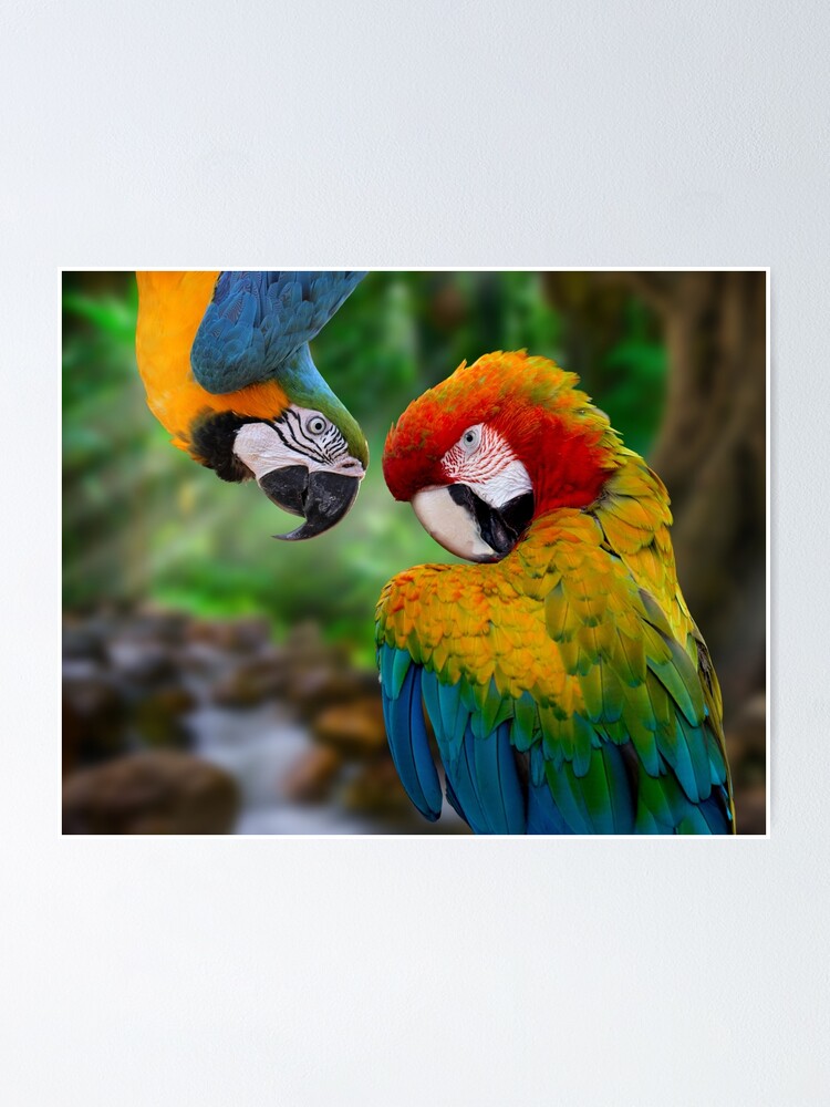 Póster «Guacamayo azul y verde y pareja descarada de guacamaya roja.  Hermosos pájaros inteligentes, atrevidos y coloridos. Ara araraunas y Ara  macao» de Orianah | Redbubble