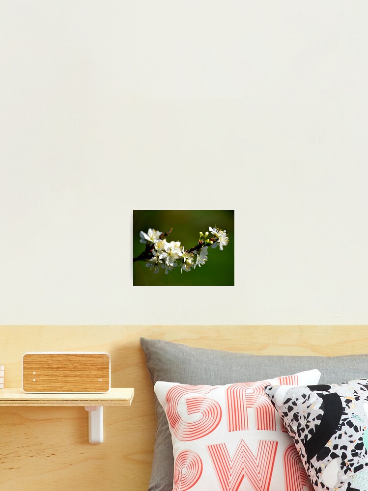 Thumbnail 2 of 3, Photographic Print, Spring, Spring, Spring designed and sold by lynn45.