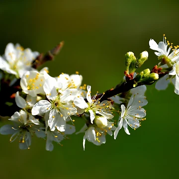 Imagen de la obra Spring, Spring, Spring de lynn carter