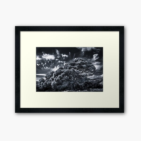 Framed Print