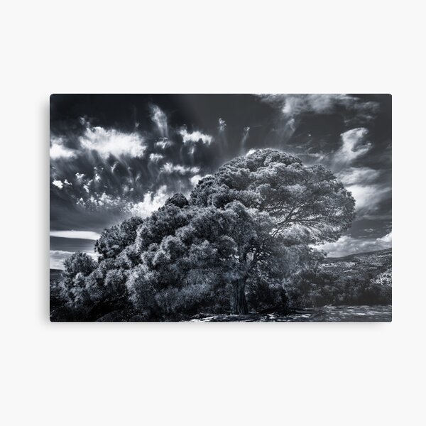 Metal Print