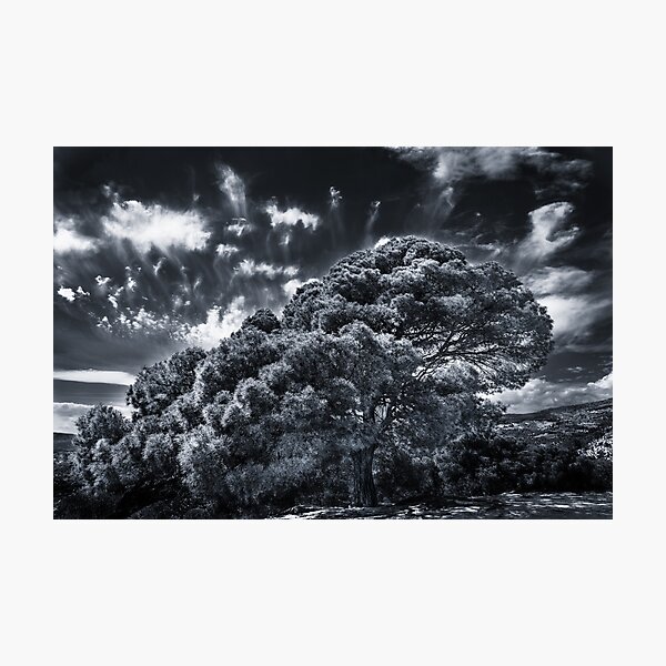 Photographic Print
