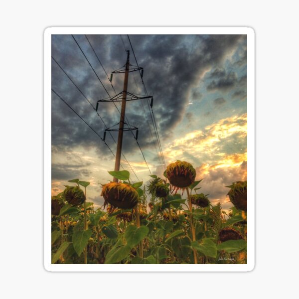 Aperçu de l'œuvre champ de tournesols fanés créée et vendue par Julia  Kovtunyak.