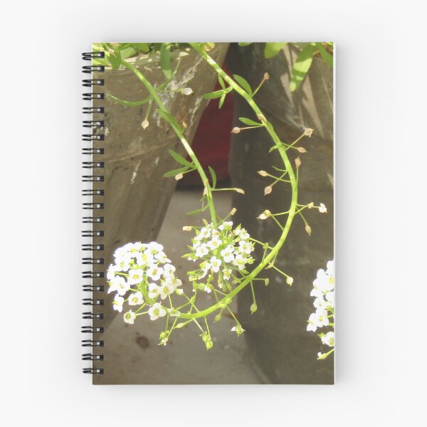 Aperçu de l'œuvre princesse blanche alyssum lune jardin fleur plante créée et vendue par hellonamrata.