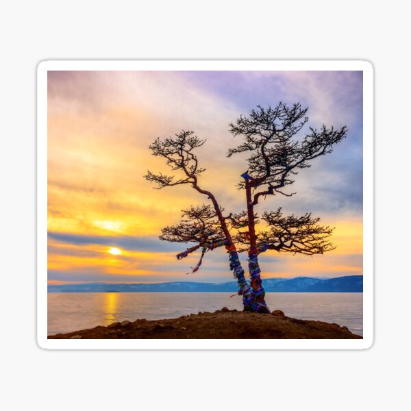 Baikal pine Sticker