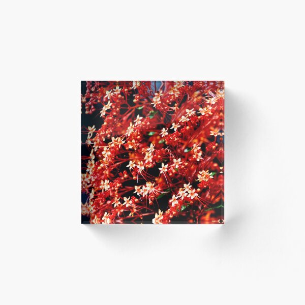 Aperçu de l'œuvre Ixora -Jasmin antillais créée et vendue par Purva Thakur.