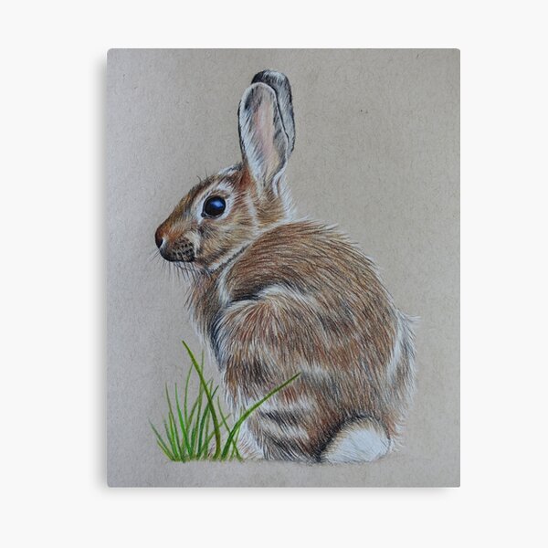 Brown Rabbit Canvas Print
