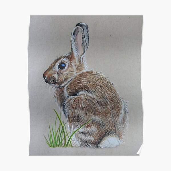 Brown Rabbit Poster