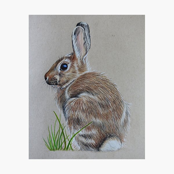 Brown Rabbit Photographic Print