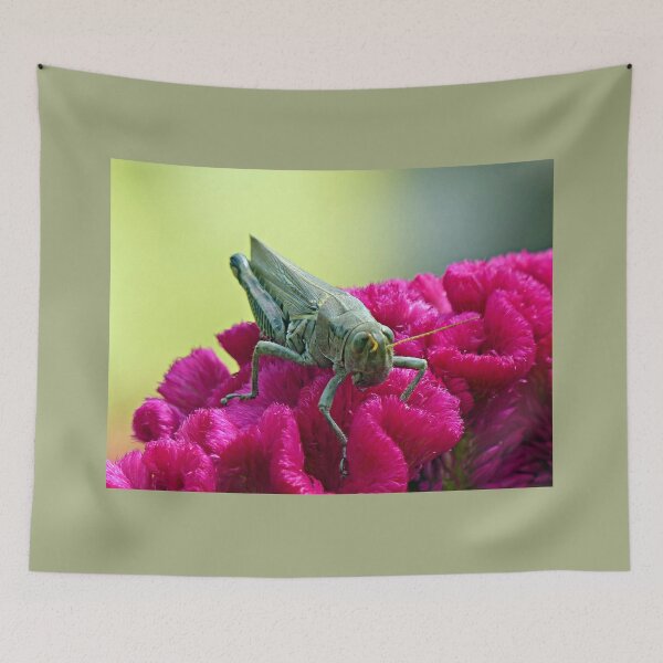 Item preview, Grasshopper on Cockscomb designed and sold by Frankie Cat Photography.