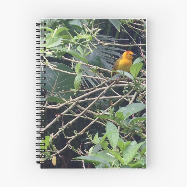 Item preview, Taveta Golden Weaver Bird- Wildlife.  designed and sold by CaptainDino.