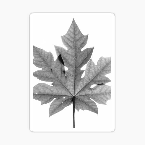 "Venation of a Papaya leaf" Sticker for Sale by KellysCart Redbubble
