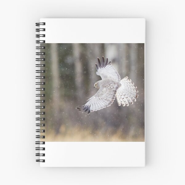 Item preview, male Northern Harrier in snow fall designed and sold by Jukka Jantunen.