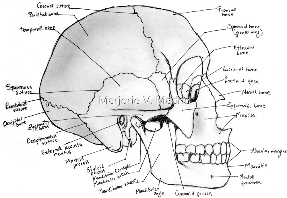 "Labeled Skull Side" by Marjorie V. Madrid | Redbubble