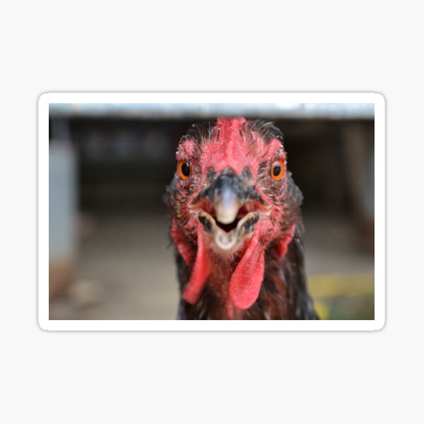 Lifelike Faux Fur Farm Poultry Sheep Cuckoo Butcherbird Animal Model Home Decor 