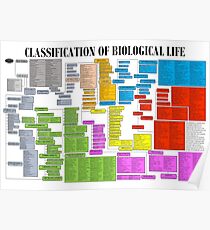 Klassifikation des biologischen Lebens Poster Poster