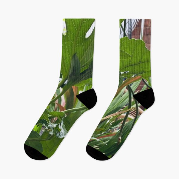 Item preview, Tropical looking, fatsia japonica plant. designed and sold by Lorraine Lashley  - My Joy..