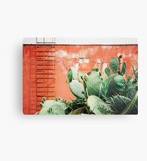 Closeup on Cacti Growing in Front of Shabby Red Wall Shot on Porta 400 Metal Print