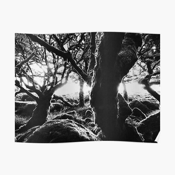 Black and White Shot of Ancient Whistman's Wood at Sunrise (Dartmoor NP, England) Poster